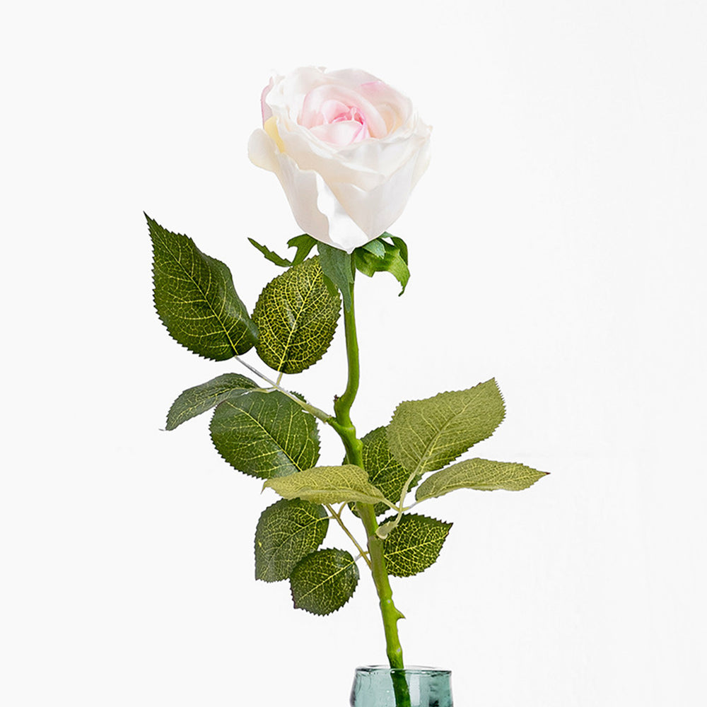 Single white rose with green leaves in a clear vase on a white background