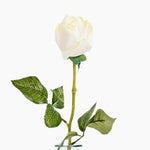 White rose with green leaves on a white background