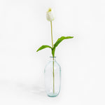 Clear glass vase with a single white tulip on a white background