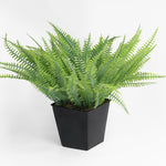 Potted fern plant on a white background