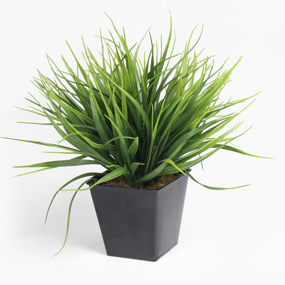 Potted green plant on a white background