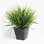 Potted green plant on a white background