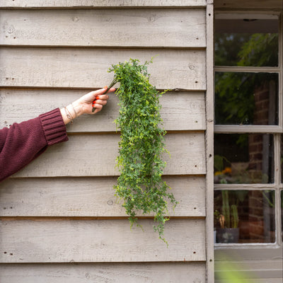 Person holding a fern foliage bush against wooden paneling