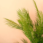 Chamaedorea palm