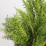 Close-up of a green fern plant on a white background