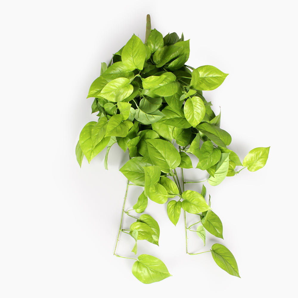 Trailing fresh pothos