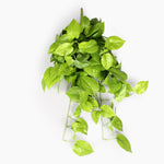 A bright green trailing leafy plant with heart-shaped leaves, shown hanging against a plain white background.