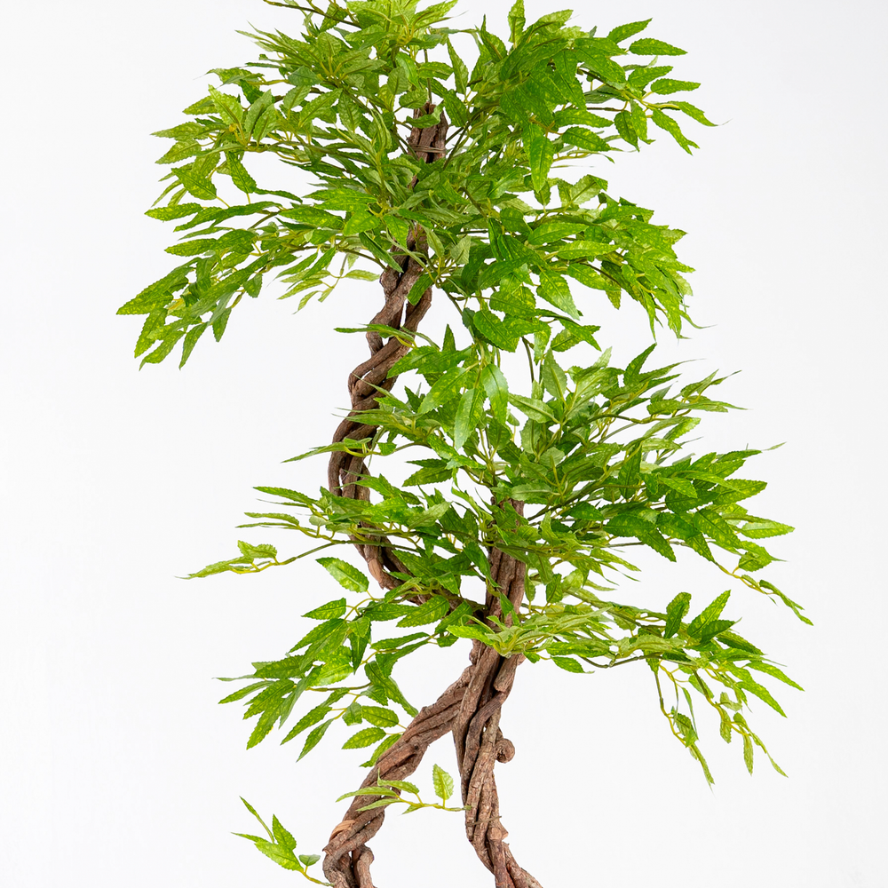 Japanese fruticosa