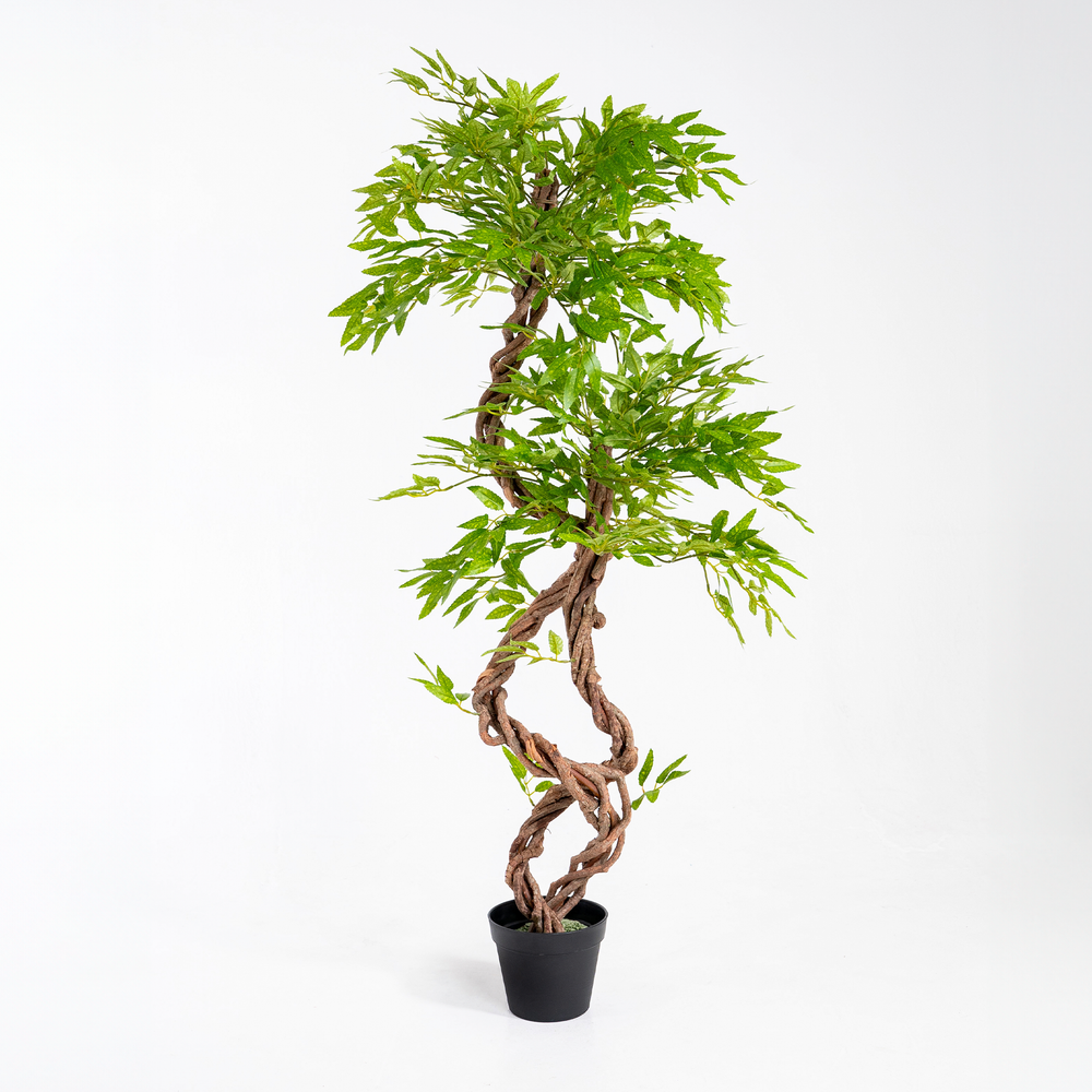 Japanese fruticosa