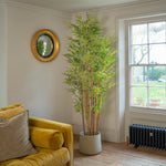 Japanese bamboo