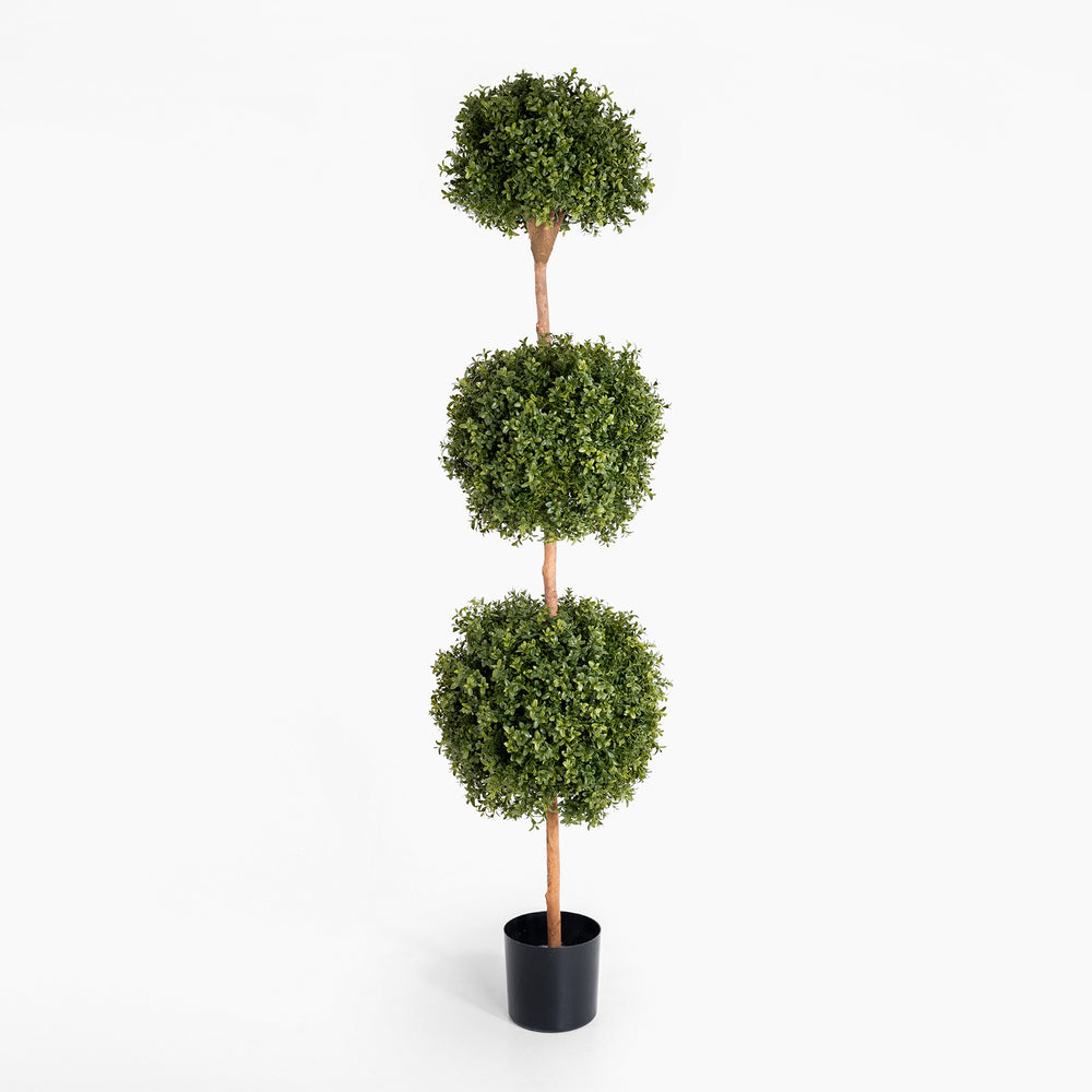 Boxwood triple ball tree