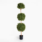Boxwood triple ball tree