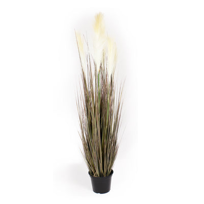 Tall dark leaft grass with feathery seed heads on a white background.
