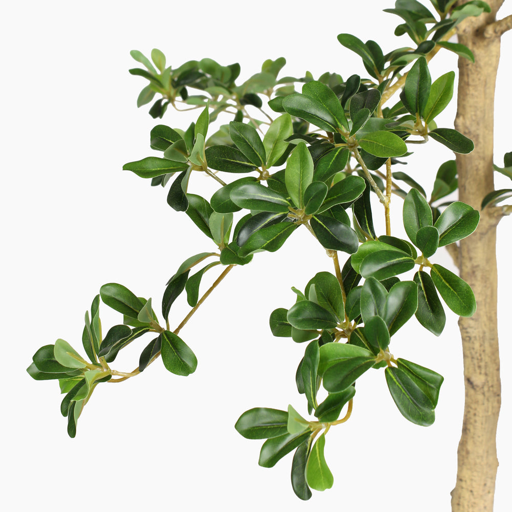 Close-up of a green leaves on a white background.
