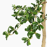 Close-up of a green leaves on a white background.