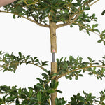 Two sections of an olive tree being put together with a red arrow to show direction of movement.