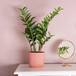 Potted plant on a white surface with a pink wall background