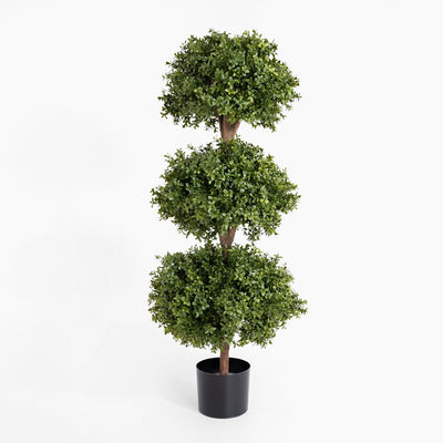 Boxwood triple ball tree