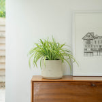 Potted plant on a wooden bureau with a white wall and framed picture in the background