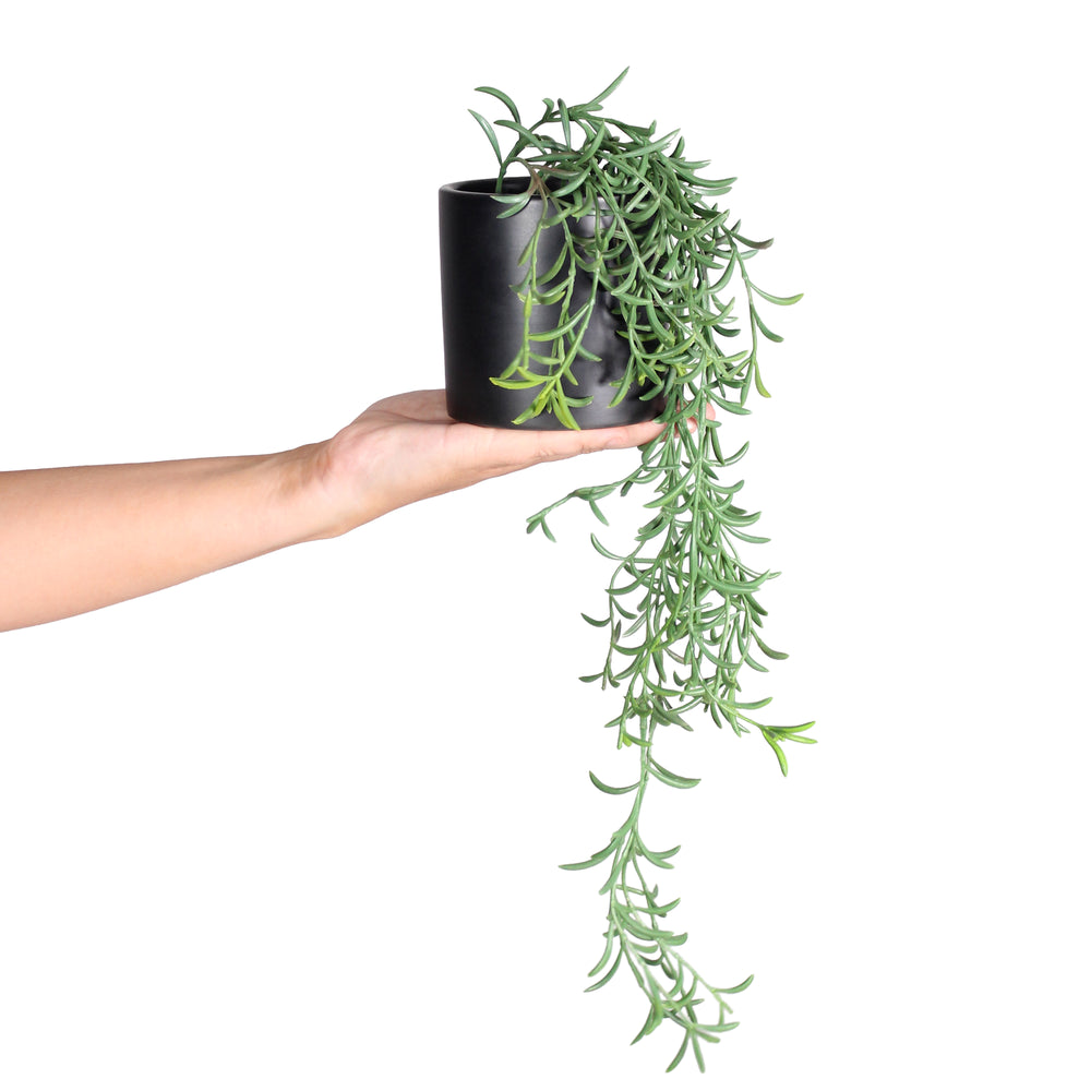 Hand holding a black pot with a hanging green plant on a white background