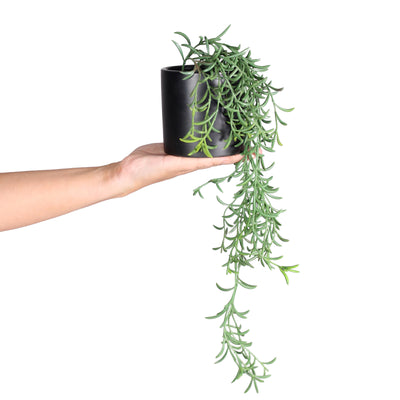 Hand holding a black pot with a hanging green plant on a white background