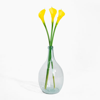 Clear glass vase with yellow calla lilies on a white background
