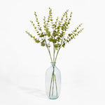 Clear glass vase with green leafy branches on a white background