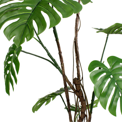 Wild monstera