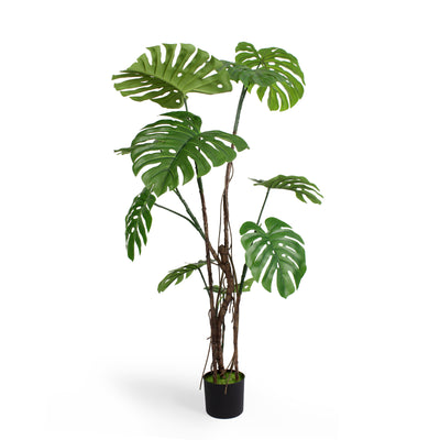 Wild monstera