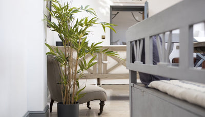 Chinese New Year plant & interior guide