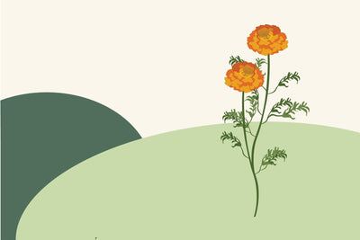 October birth month flower