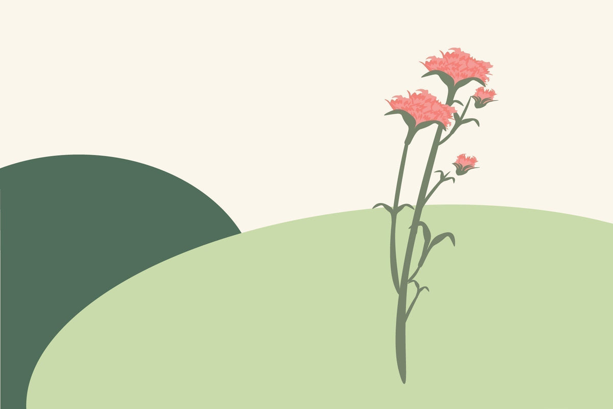 January birth flowers & what they symbolise