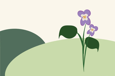 February birth flowers & what they symbolise