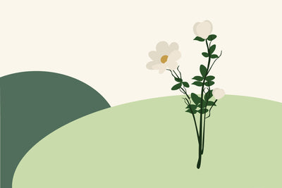 April birth flowers & what they symbolise