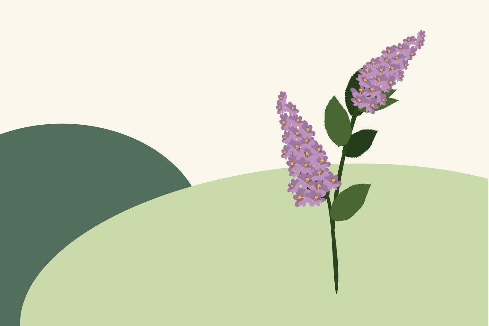 July birth flowers & what they symbolise