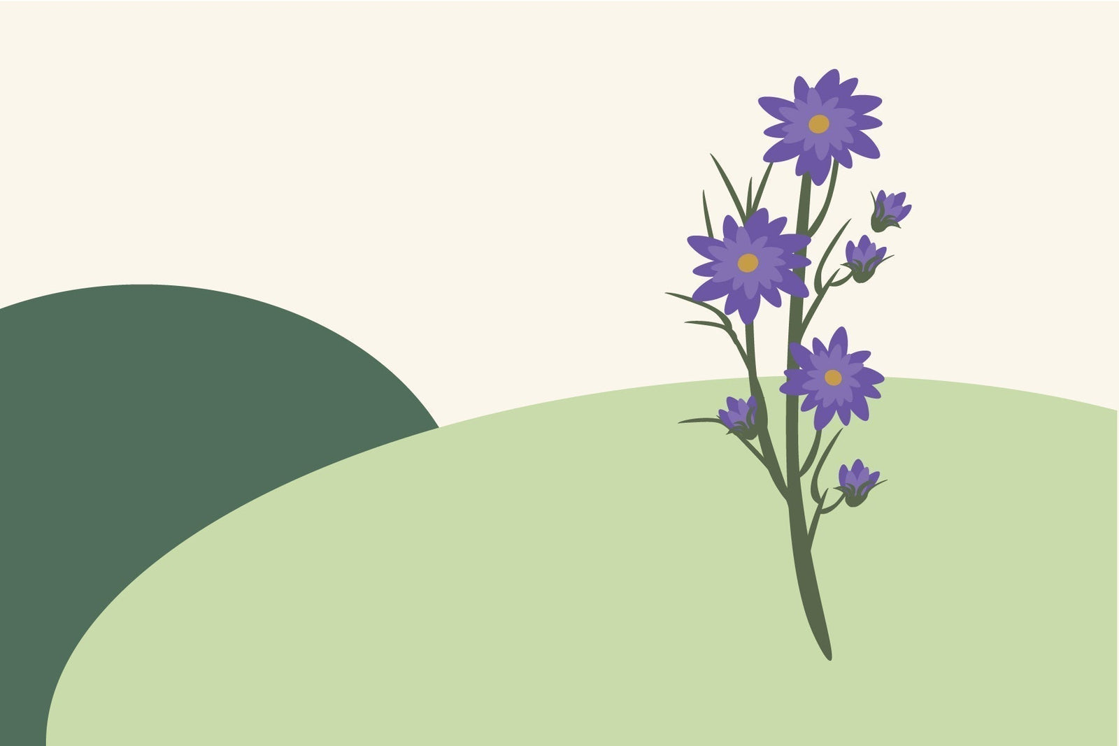 September birth flowers & what they symbolise