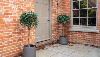 Artificial bay laurel trees either side of beige patio door