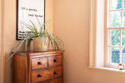 Refresh your space: our best tropical plants for spring