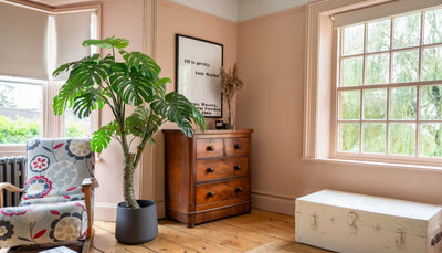 10 of the most difficult houseplants to care for