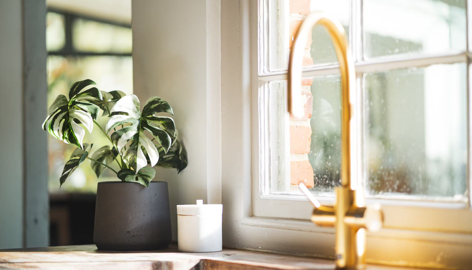 Indoor plant & pot trends