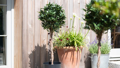 Bay tree review - Blooming Artificial vs. the competition