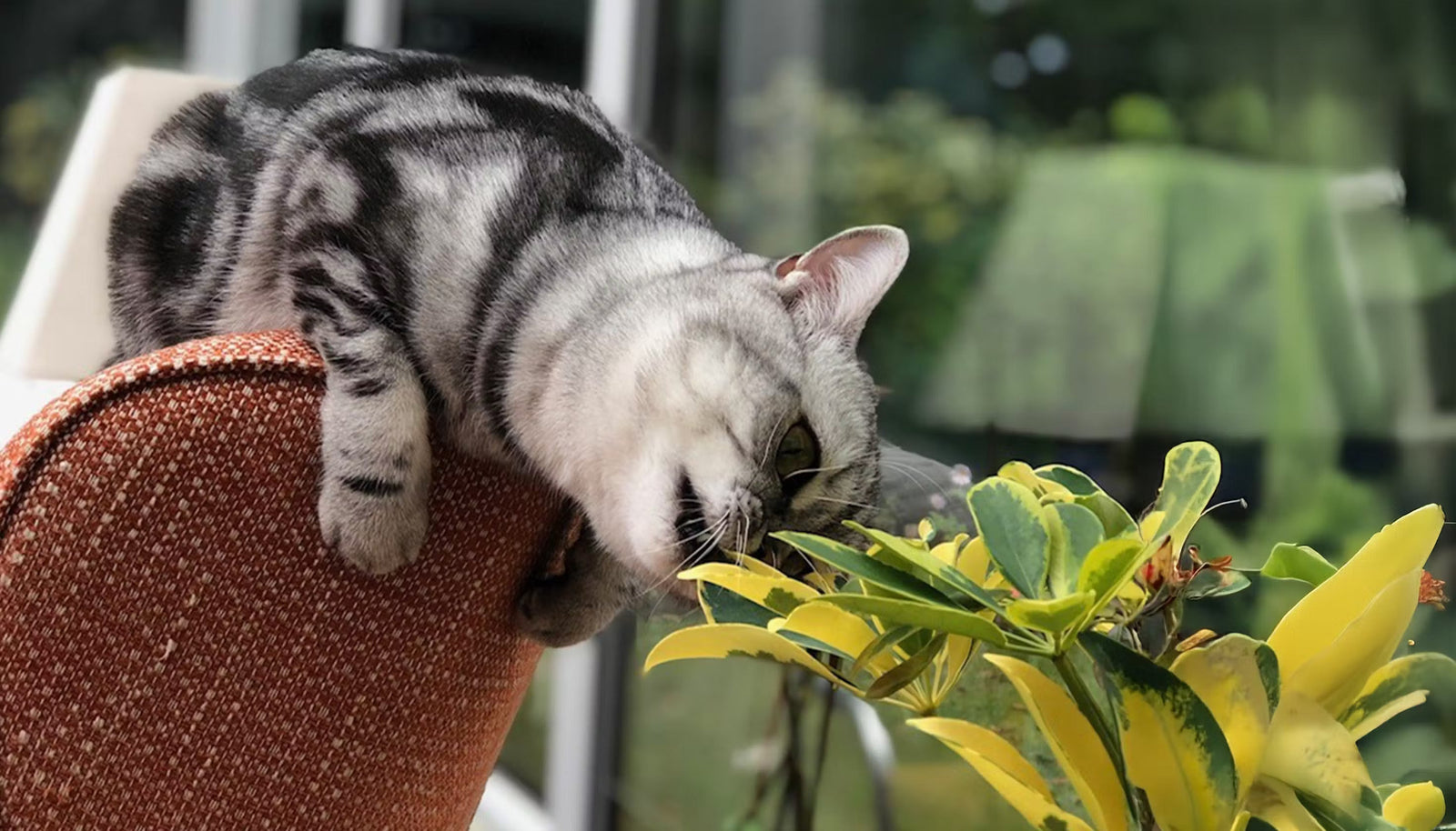 Common houseplants that are toxic to cats