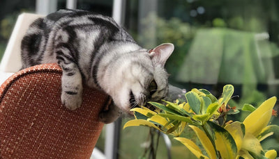 Common houseplants that are toxic to cats