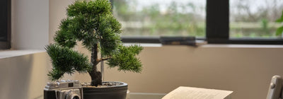 How to achieve the calming nature of Japandi styling