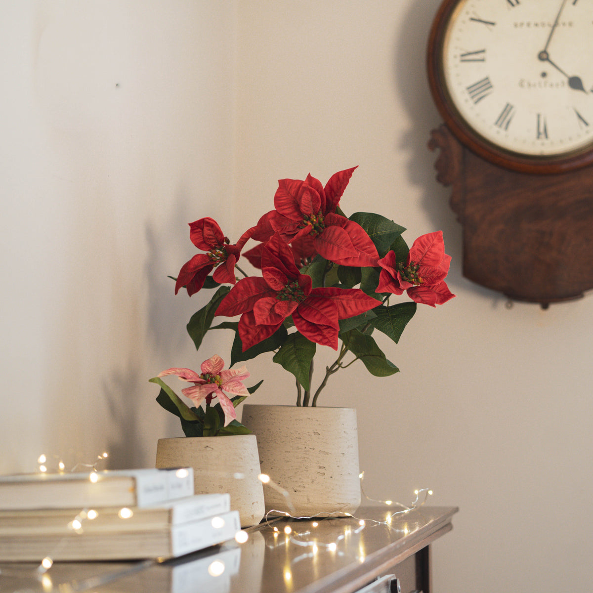 Christmas poinsettia