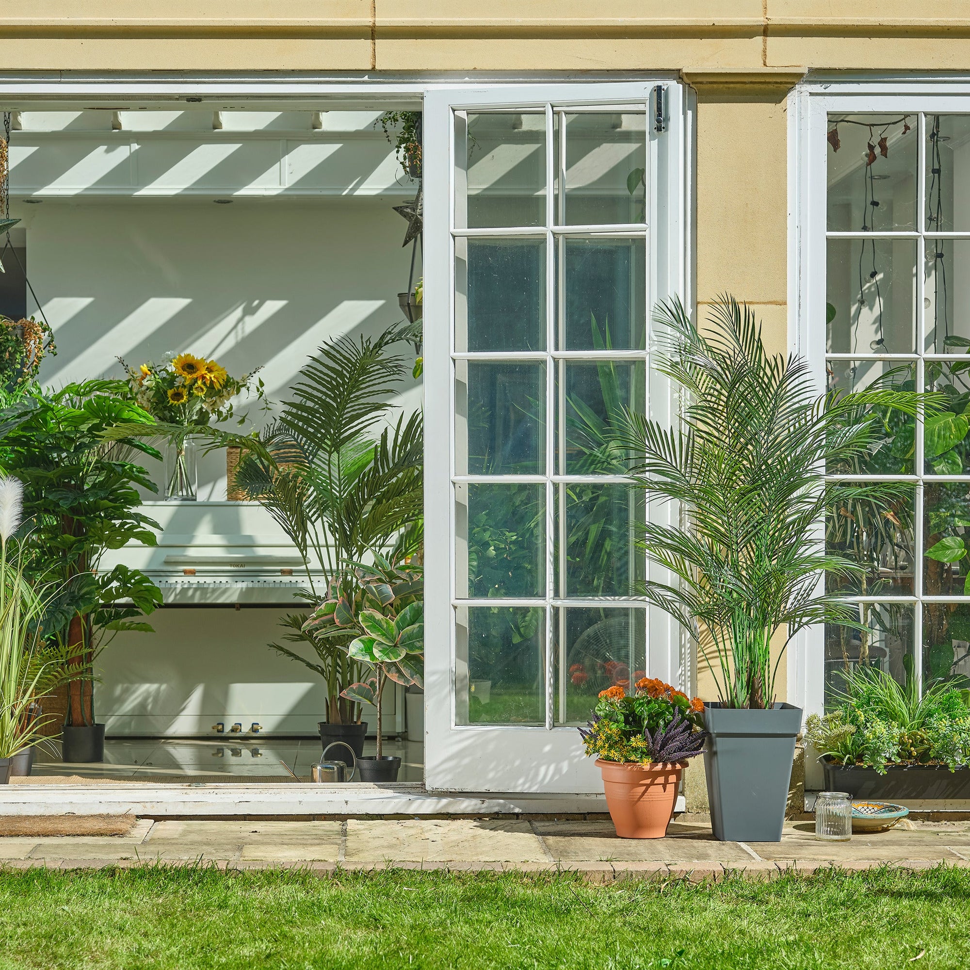 Plants for conservatories