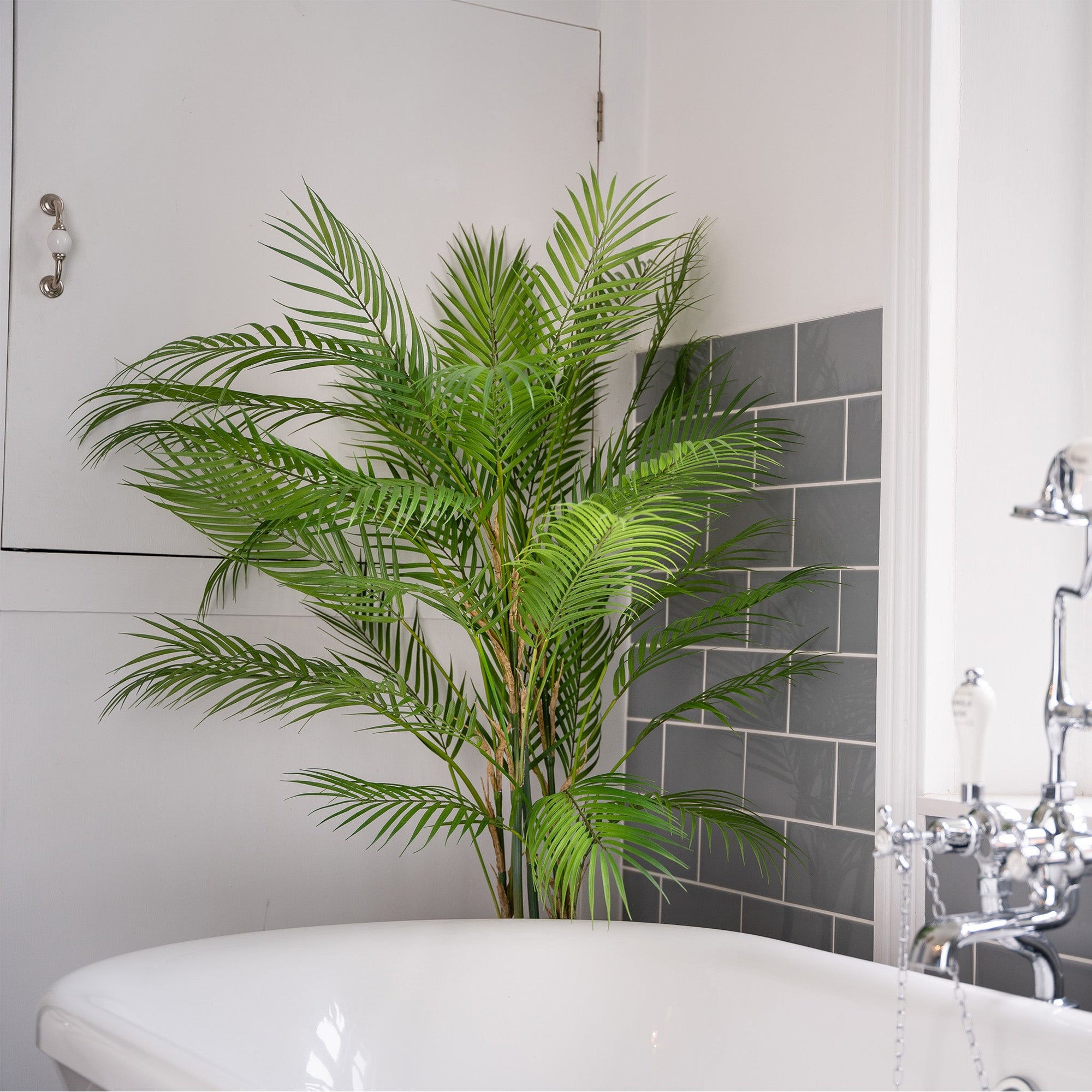 Plants for bathrooms