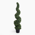 Boxwood spiral
