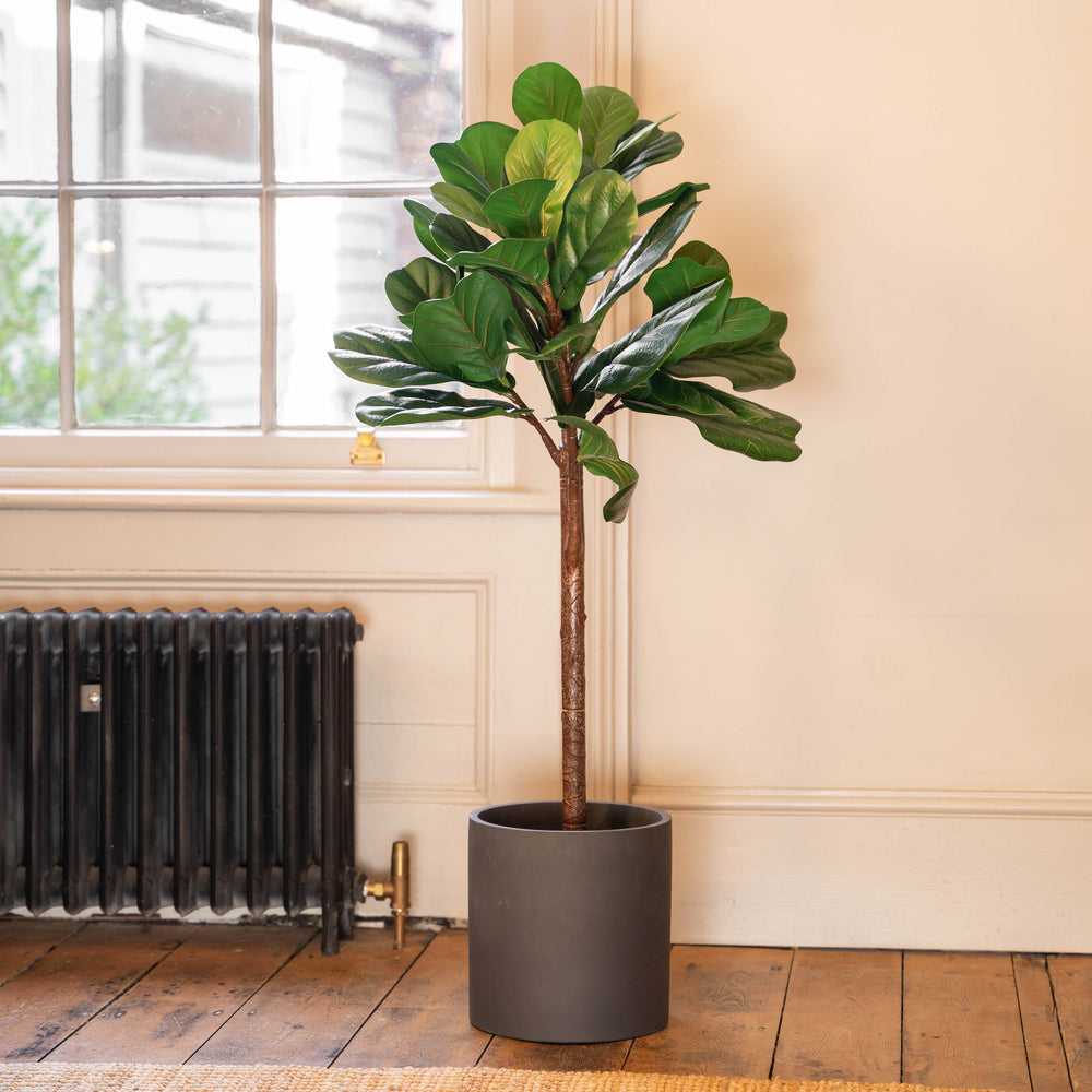 Fiddle leaf fig tree