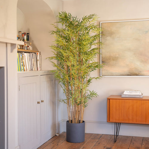 Japanese bamboo